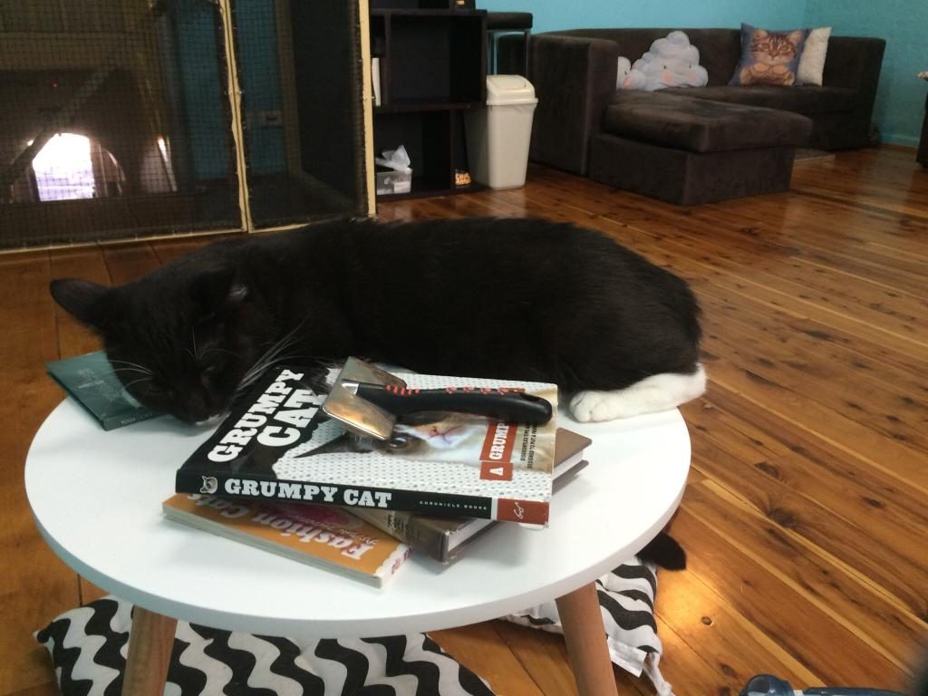 Die 10 verrücktesten „Attraktionen“ auf Tripadvisor cat cafe katzen café sydney australien catmosphere