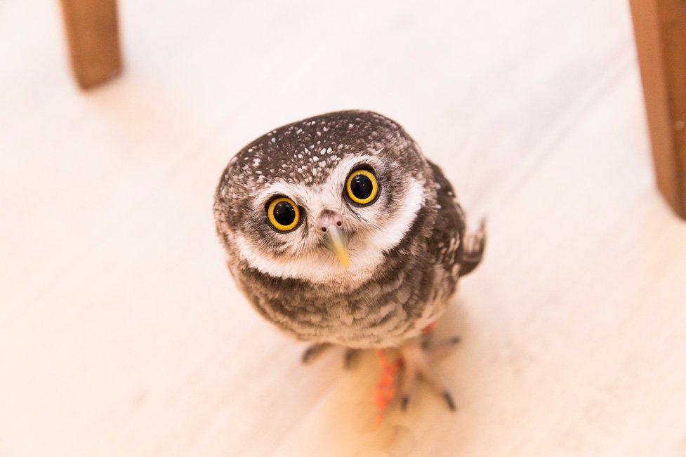Die 10 verrücktesten „Attraktionen“ auf Tripadvisor owl cafe eulen café eule tokio tokyo