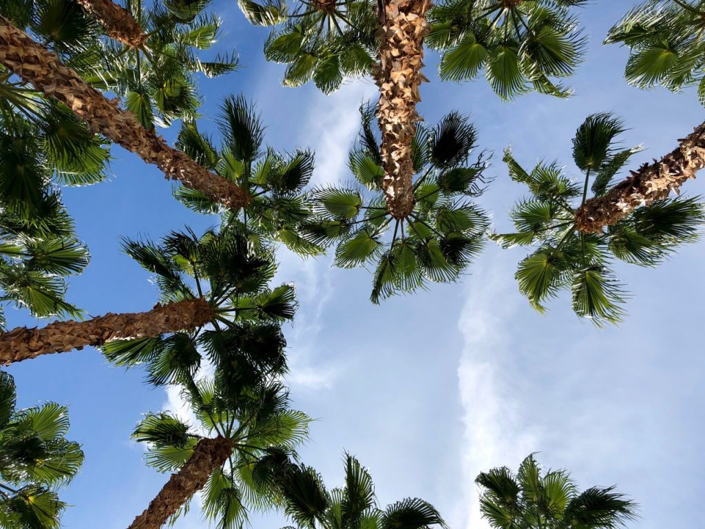 hilton garden inn palm springs rancho mirage hilton honors usa california kalifornien coachella palmen palms