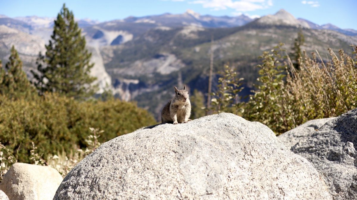 Zwei tolle Tage im Yosemite National Park