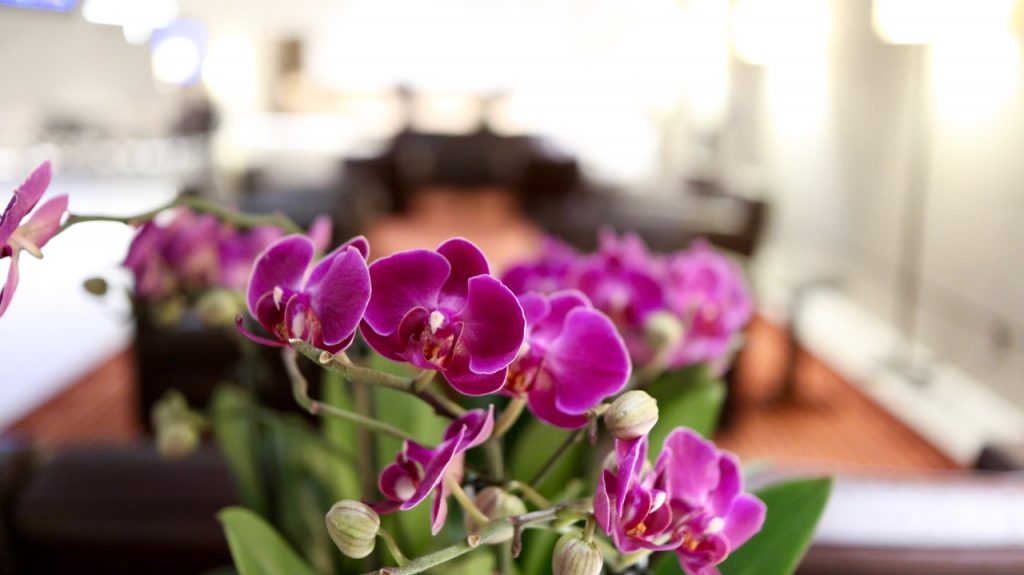 Review Qatar Al Safwa First Lounge doha doh airport flughafen qatar Lounge erfahrung qatar airways first class bewertung blumen Reise um die Erde in 22 Tagen