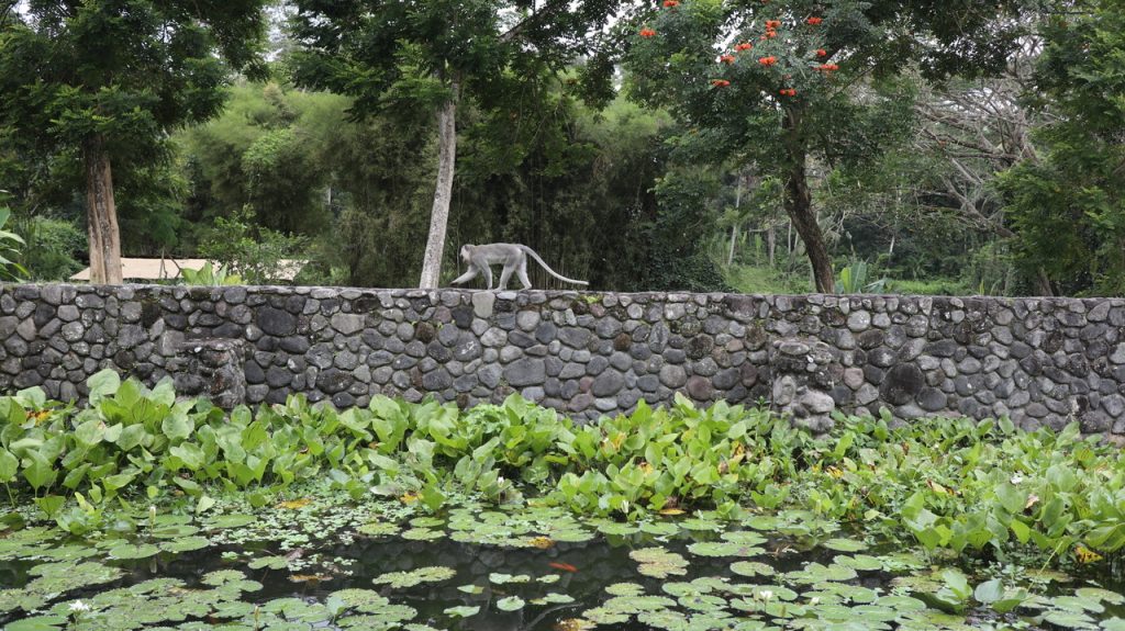 alila ubud pool villa bali world of hyatt indonesia asia asien indonesien punkte cash